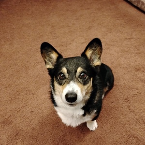 Fundraising Page: Laurel Park